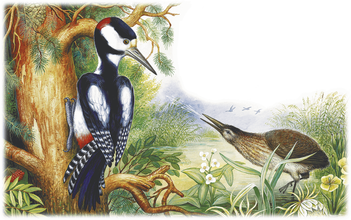 Бианки портрет писателя для детей