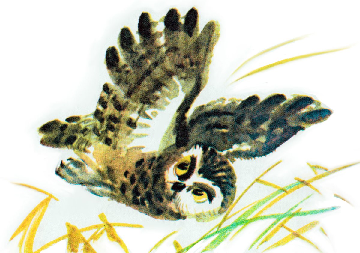 Виталий Валентинович Бианки (1894-1959)