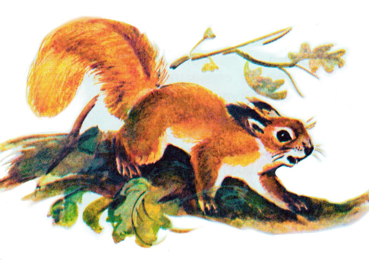 Кукушонок Бианки