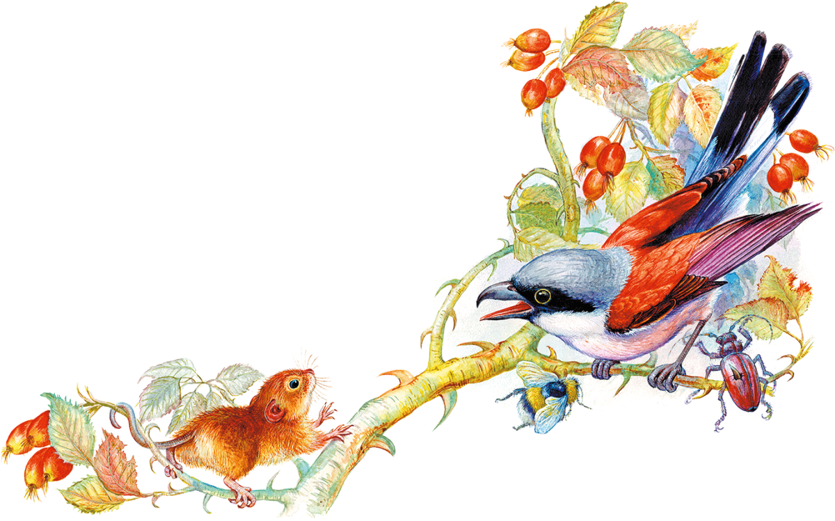 Бианки в.в. "кто чем поет?"