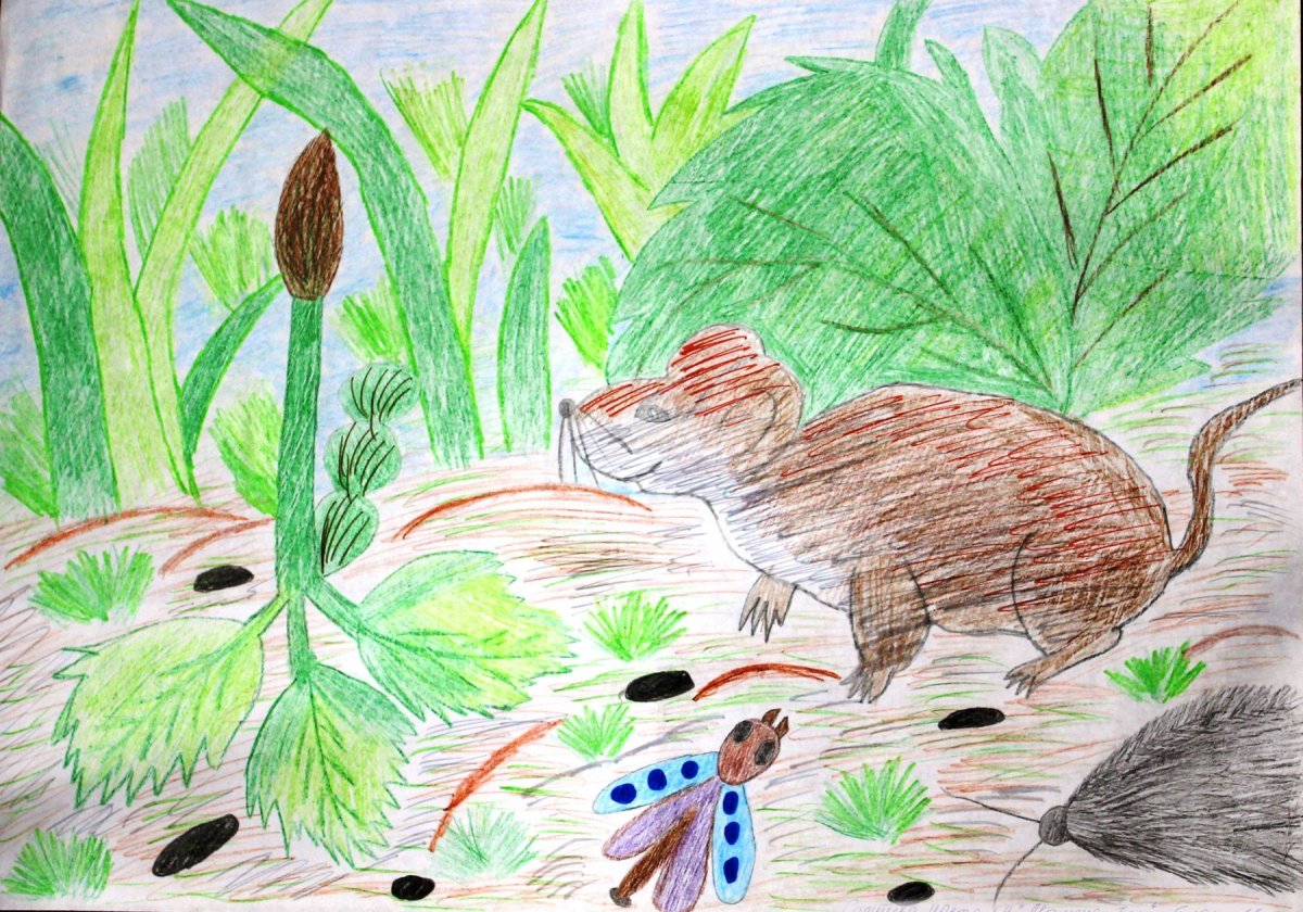 Чей нос лучше книга