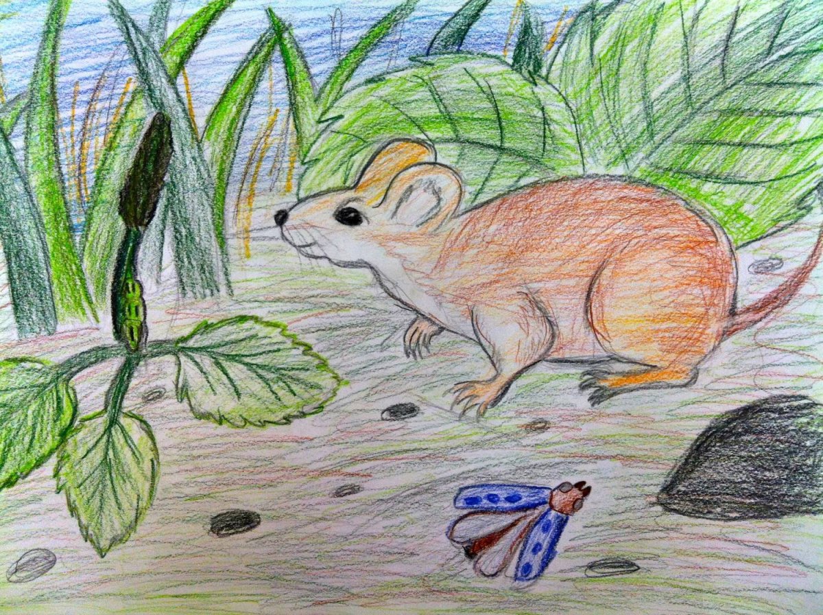 Виталий Бианки произведения о природе