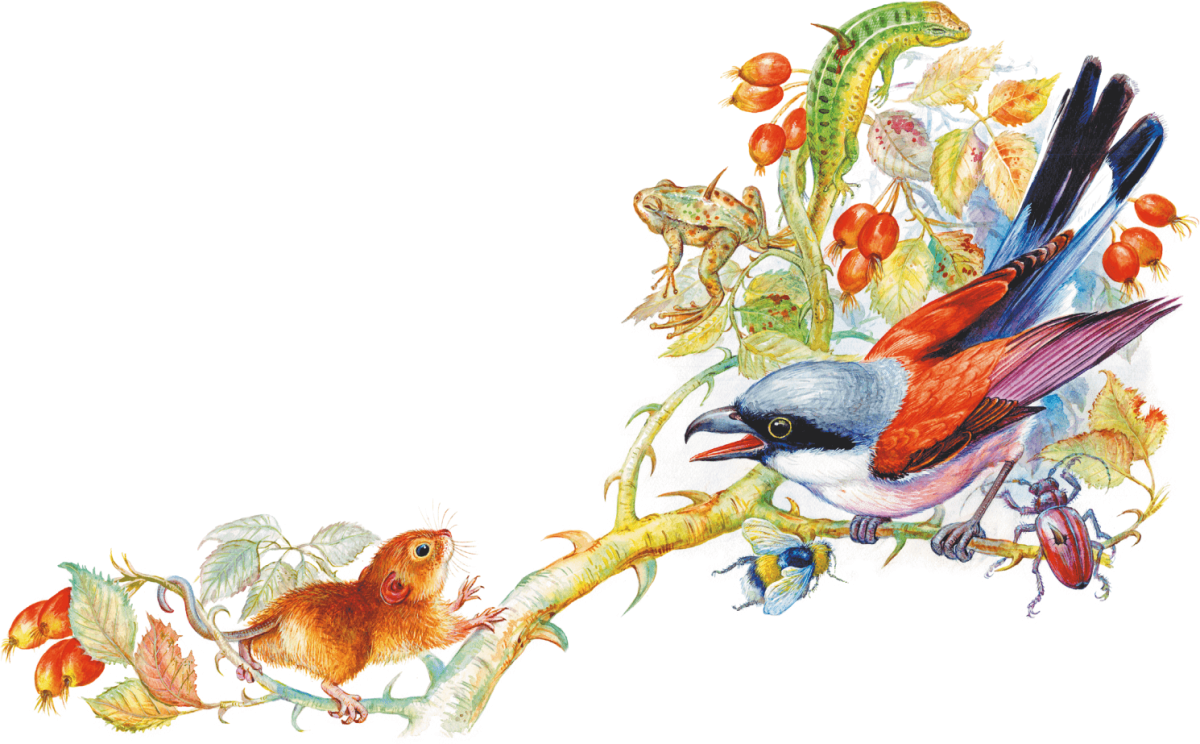 Сказки и рассказы Виталий Бианки