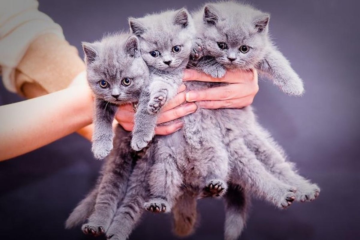 Букет из котят