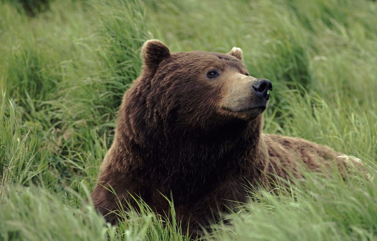 Медведь Гризли медведь Гризли
