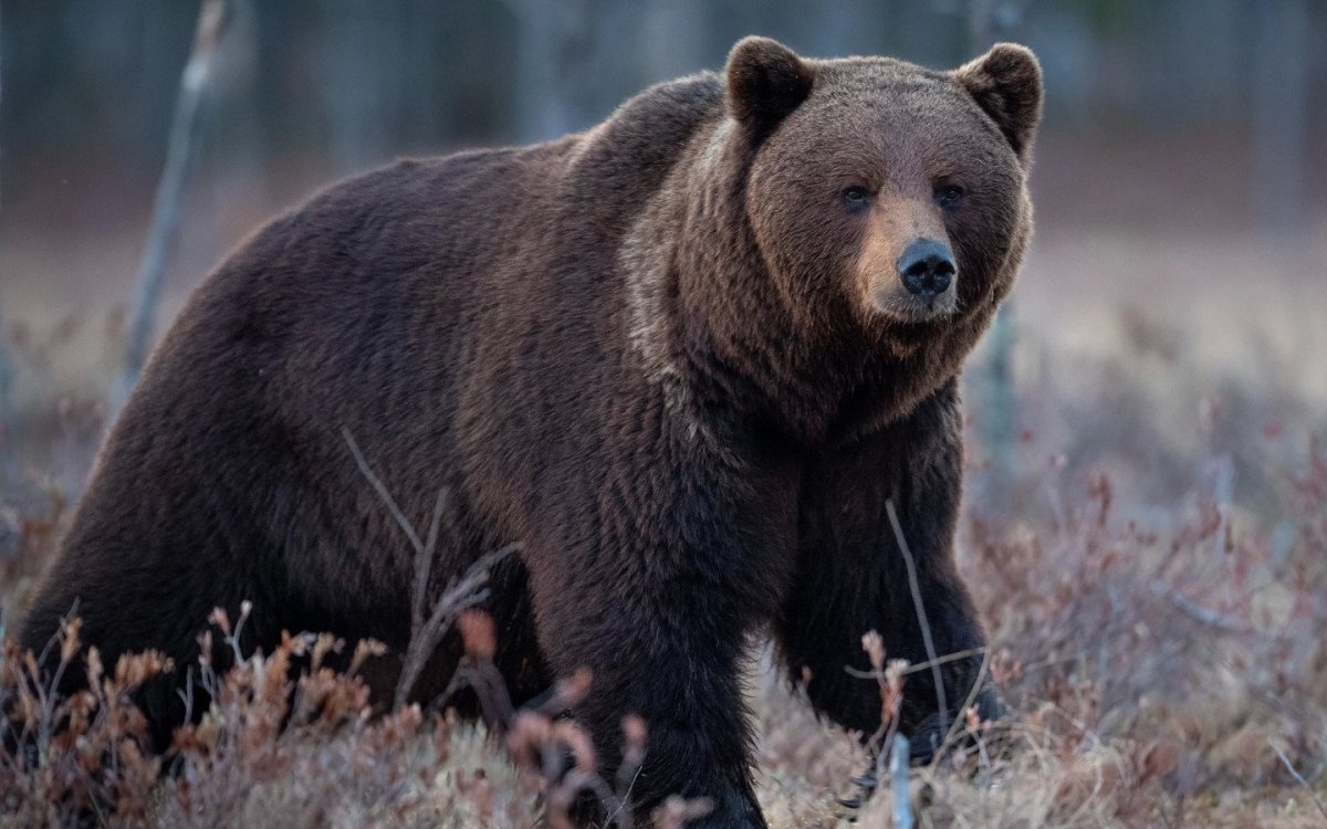 Тянь-шаньский бурый медведь