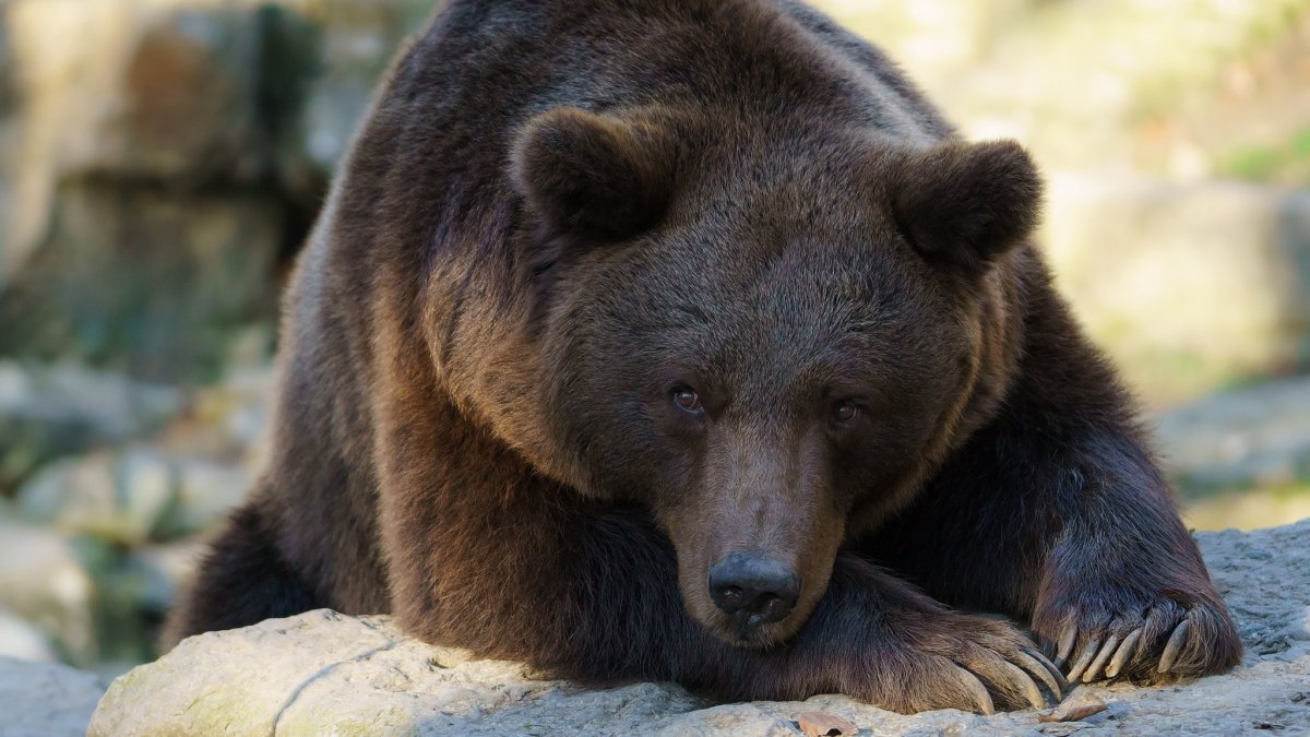 Дальневосточный бурый медведь