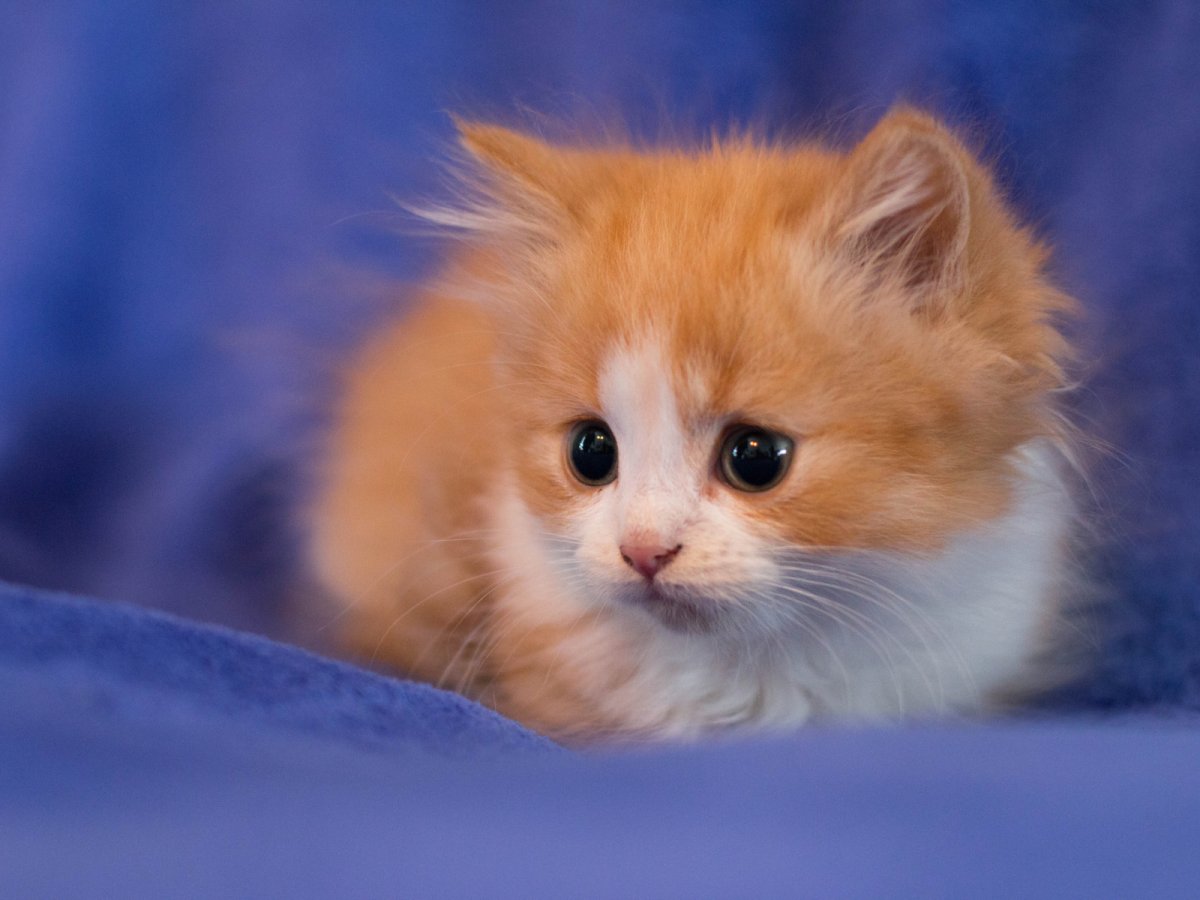 Рыжий пушистый котенок