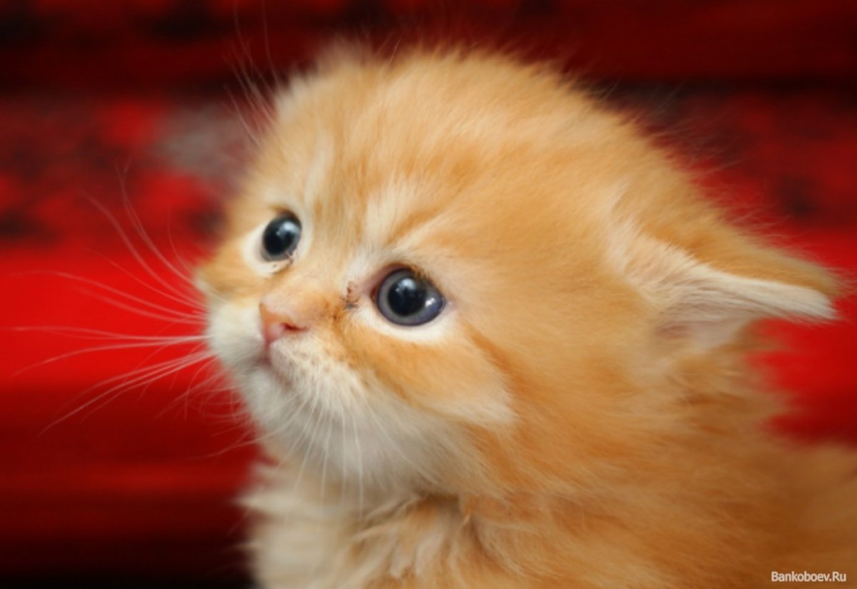 Котята рыжие пушистые милые