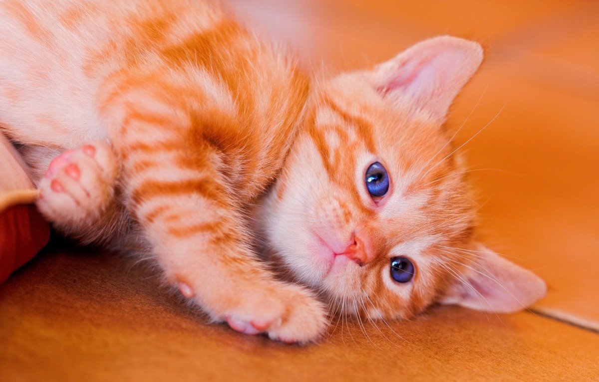 Рыжий котёнок