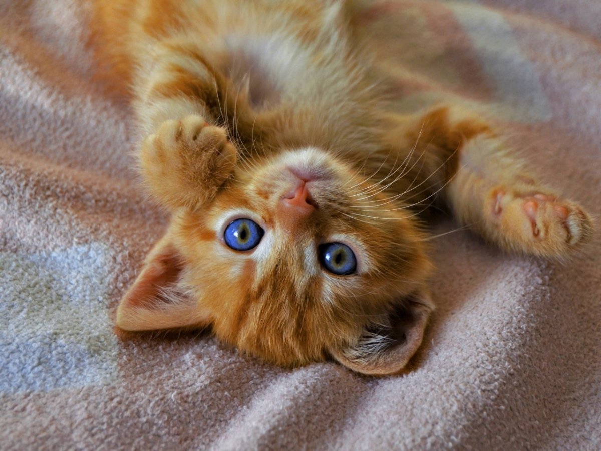 Лапки рыжего котика