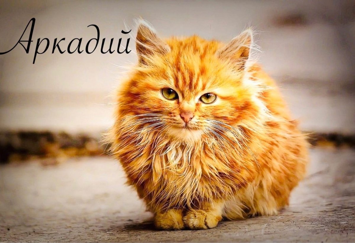 Котики рыжие и пушистые