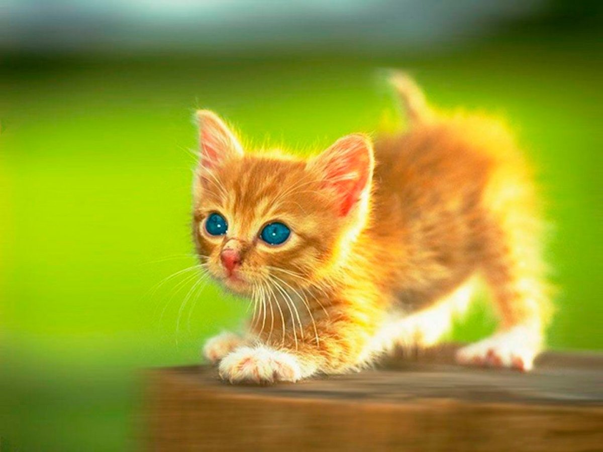 Веселые котята