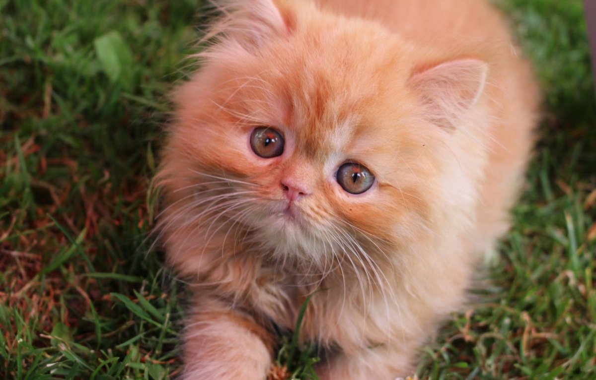Рыжий котёнок