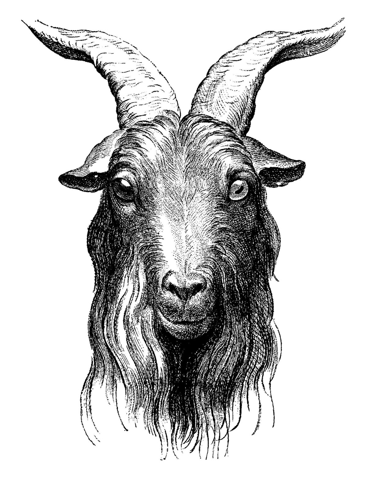 Голова козла