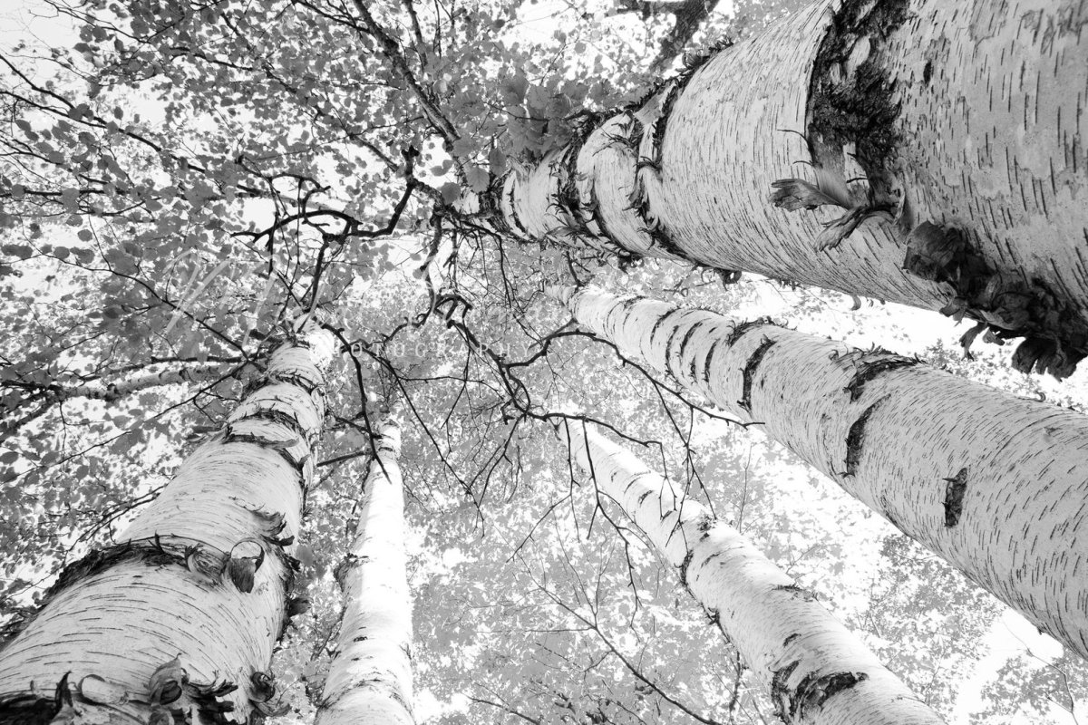 Березовая роща зимой