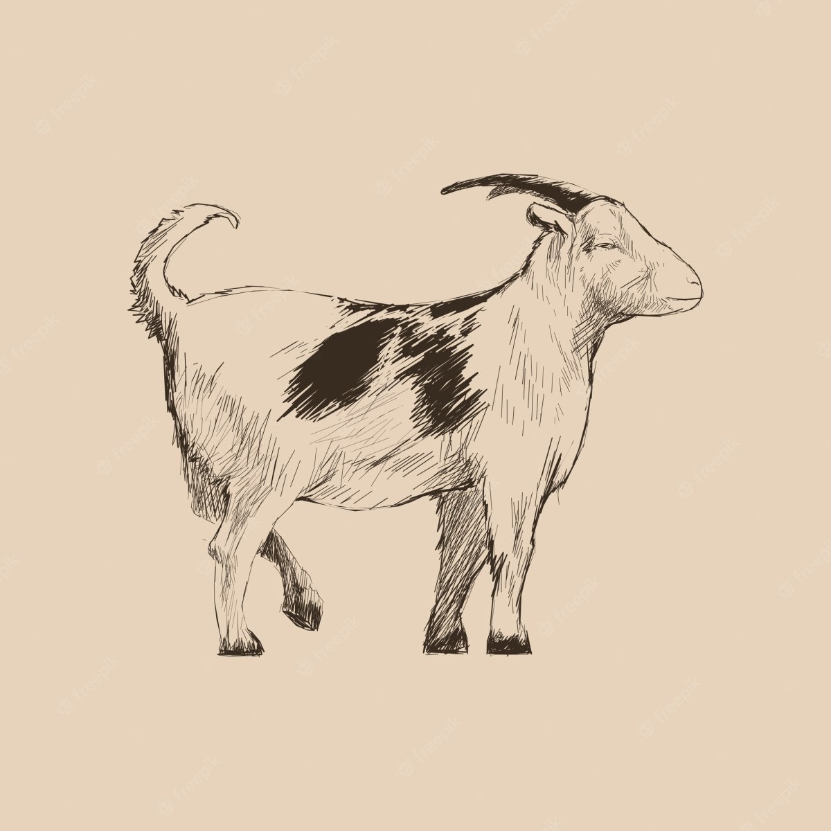 Козел Графика