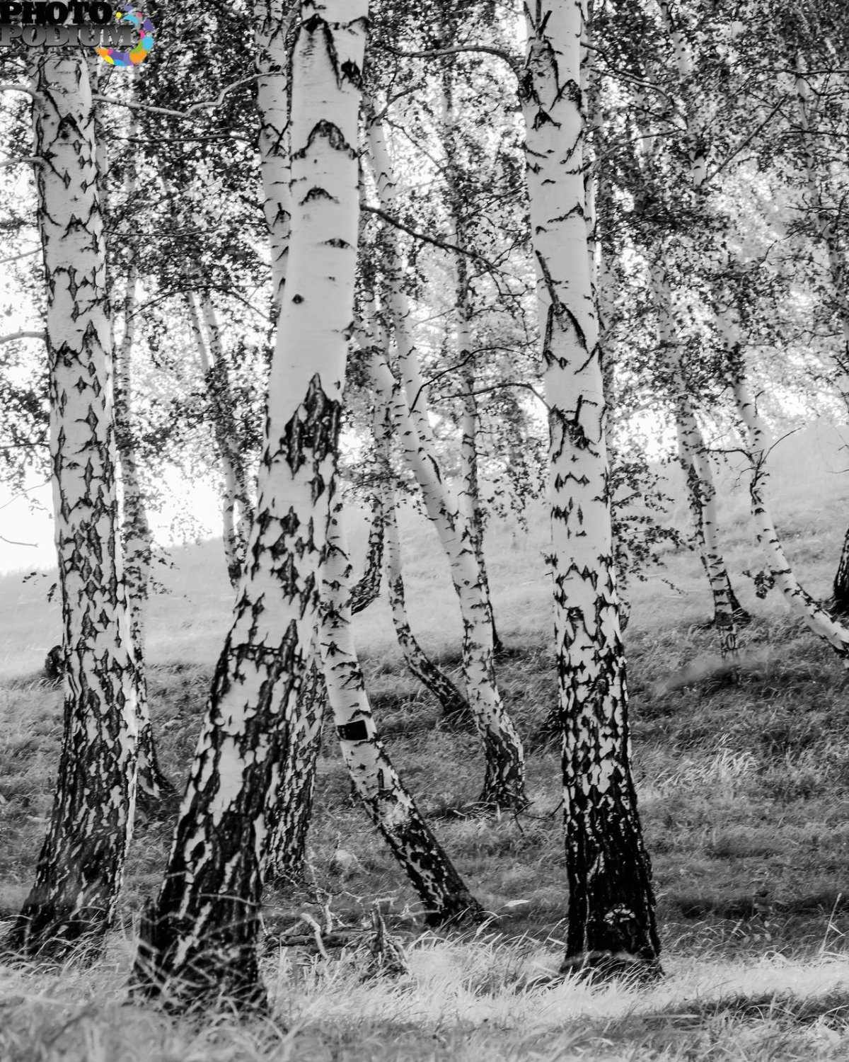 Пейзаж с березами карандашом