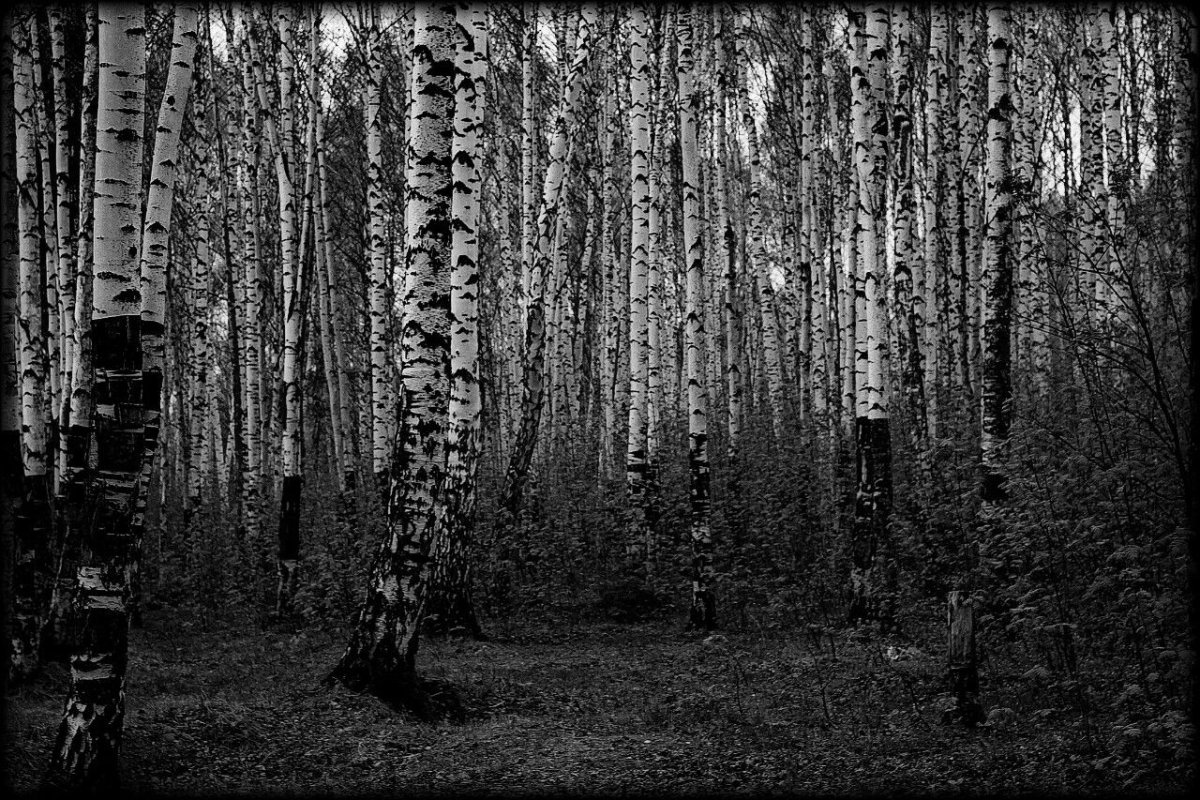 Береза черно белая