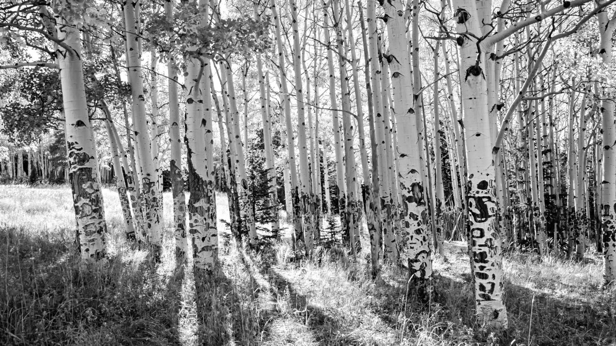 Пейзаж для гравировки