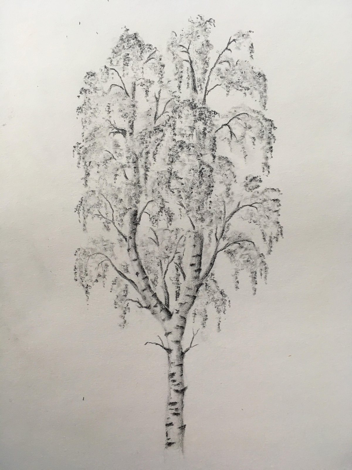 Березовая роща для гравировки