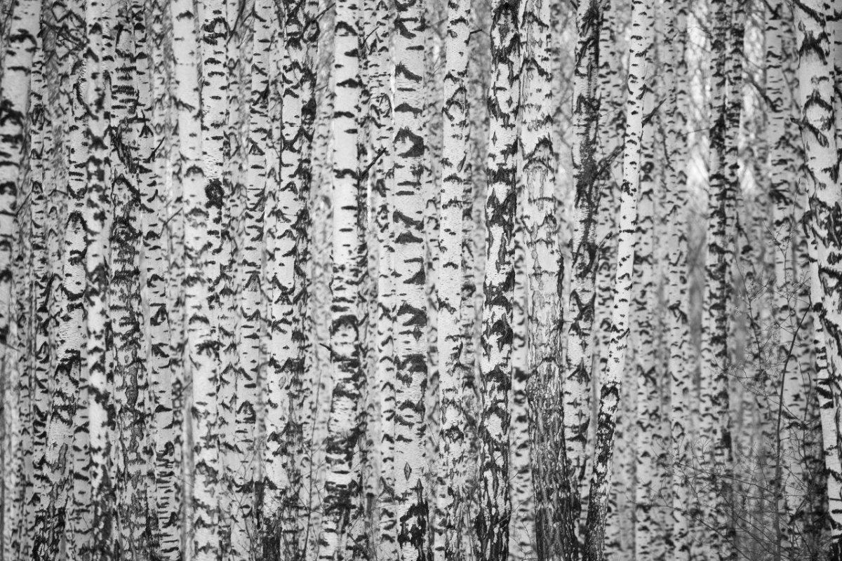 Ствол березы без листьев