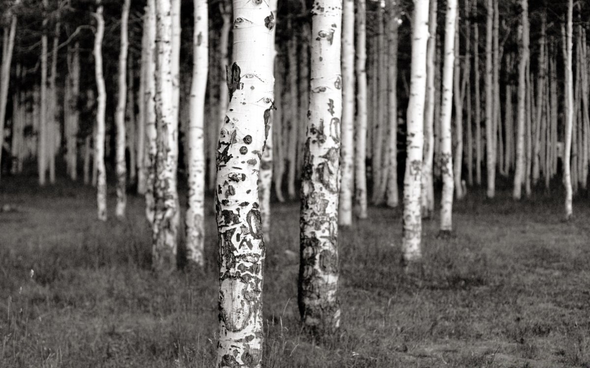 Ствол березы черноболый