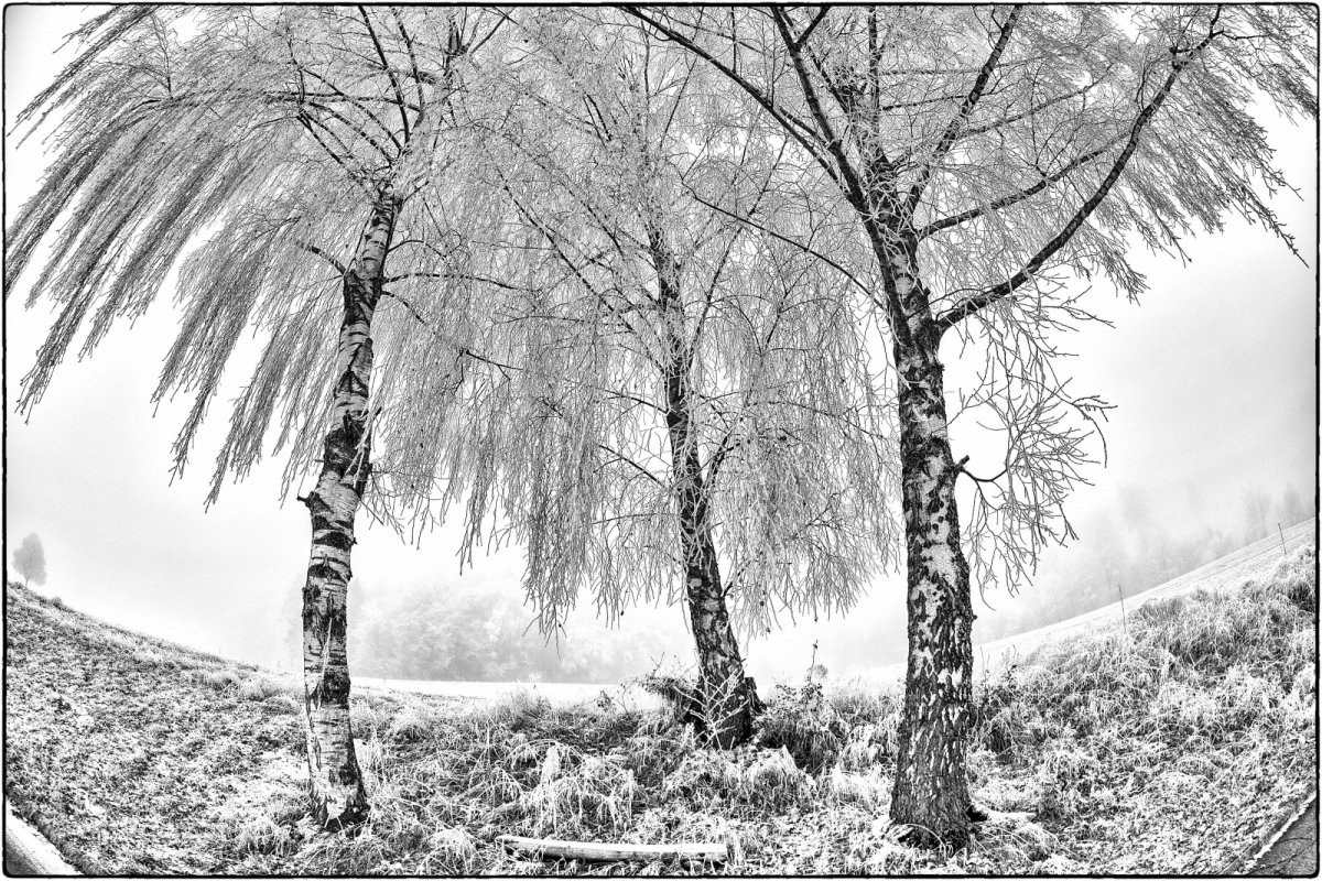 Береза рисунок