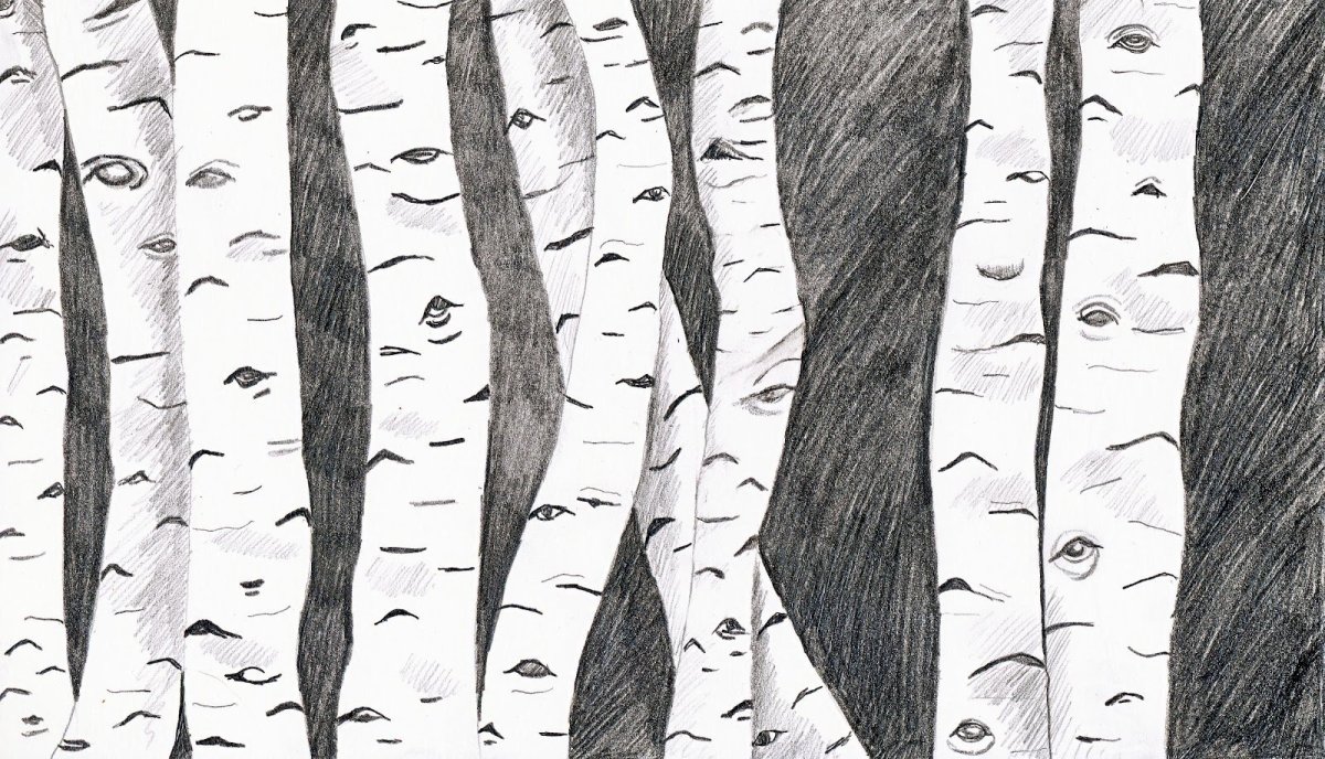 Плакучая берёза без листьев