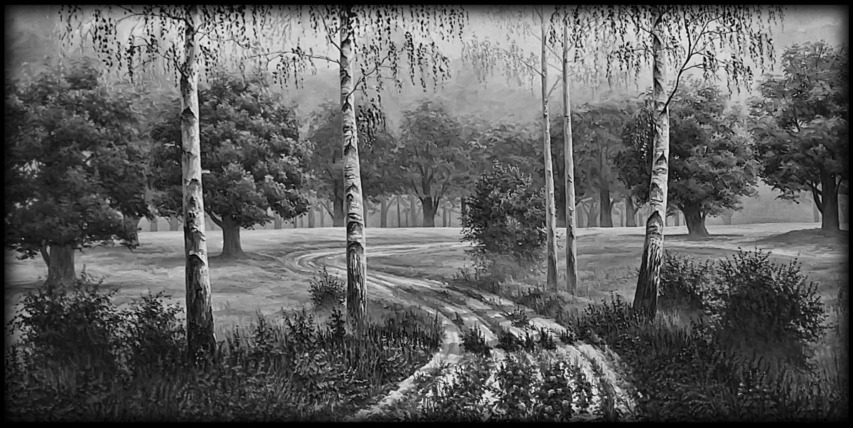 Берёза чёрно белая