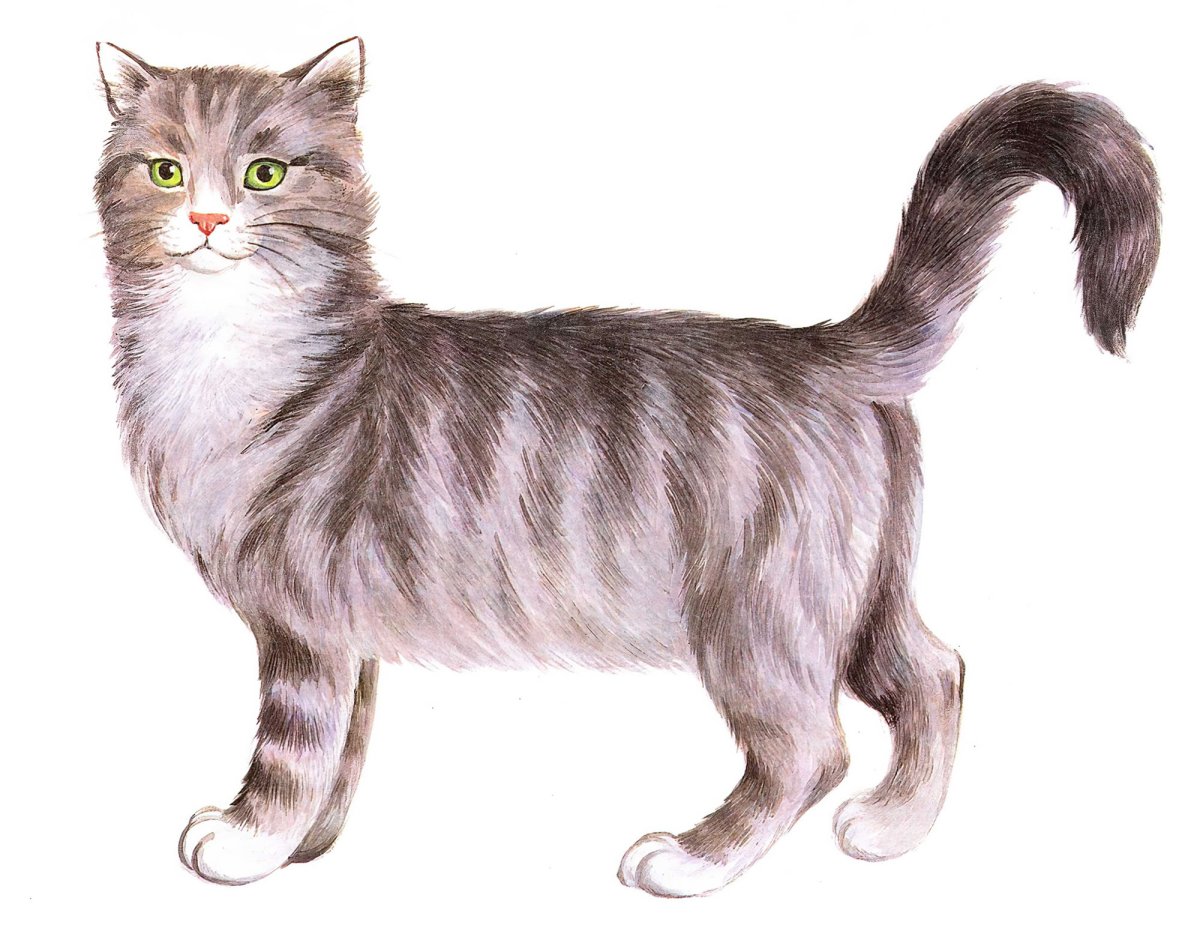 Домашние животные для детей