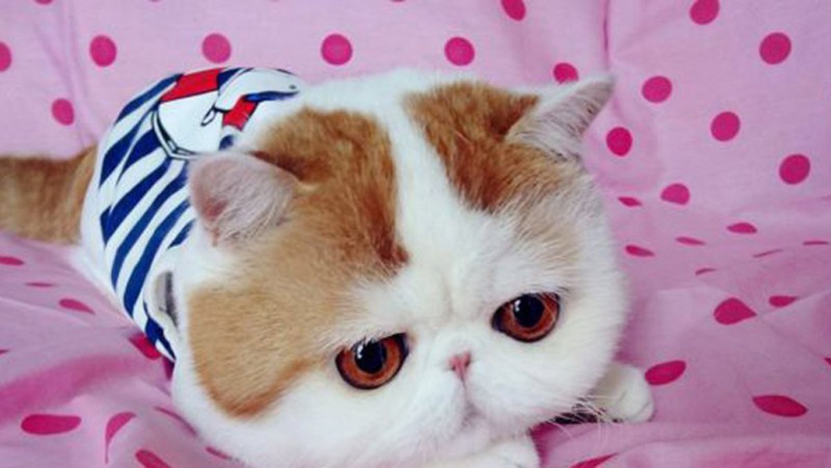 Кот Альберт Манчкин