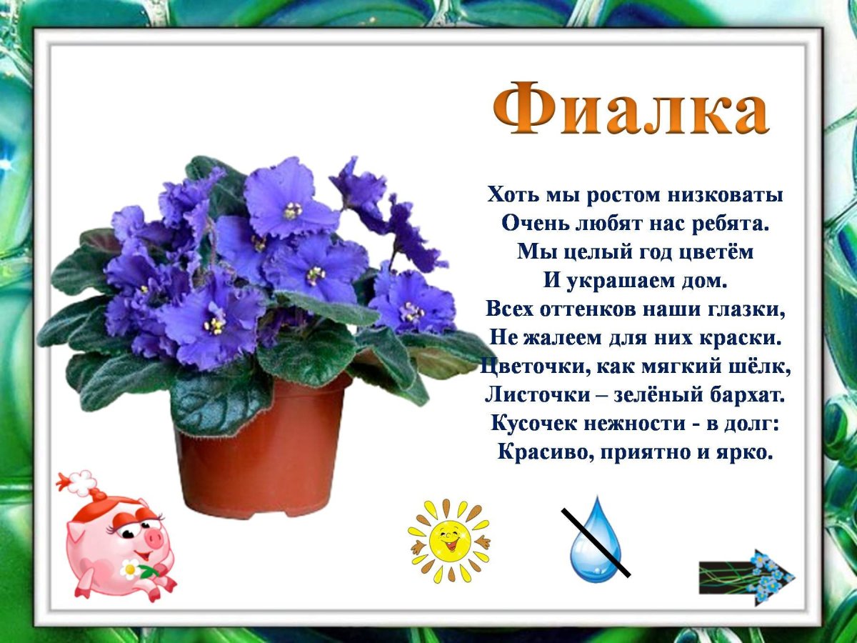 Полезные комнатные цветы