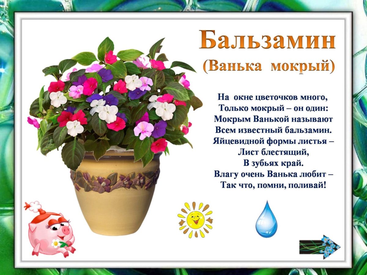 Комнатное растение рисунок