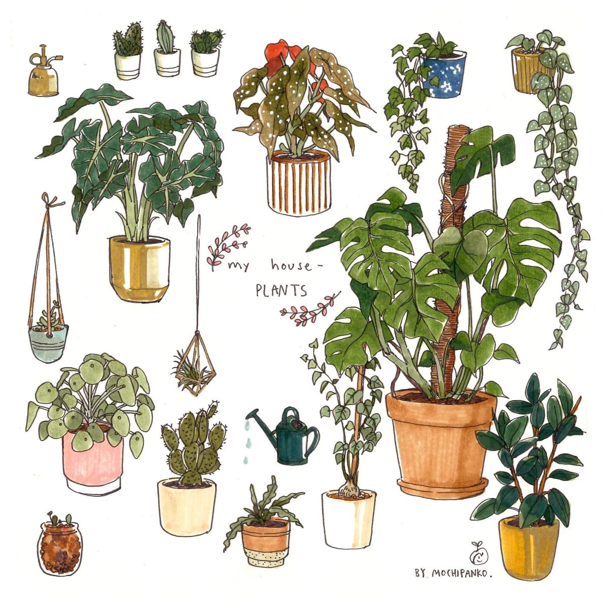 Комнатные растения иллюстрации