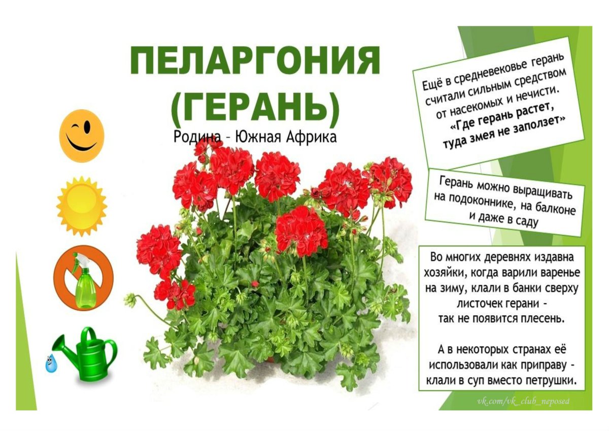 Комнатные растения Нищева