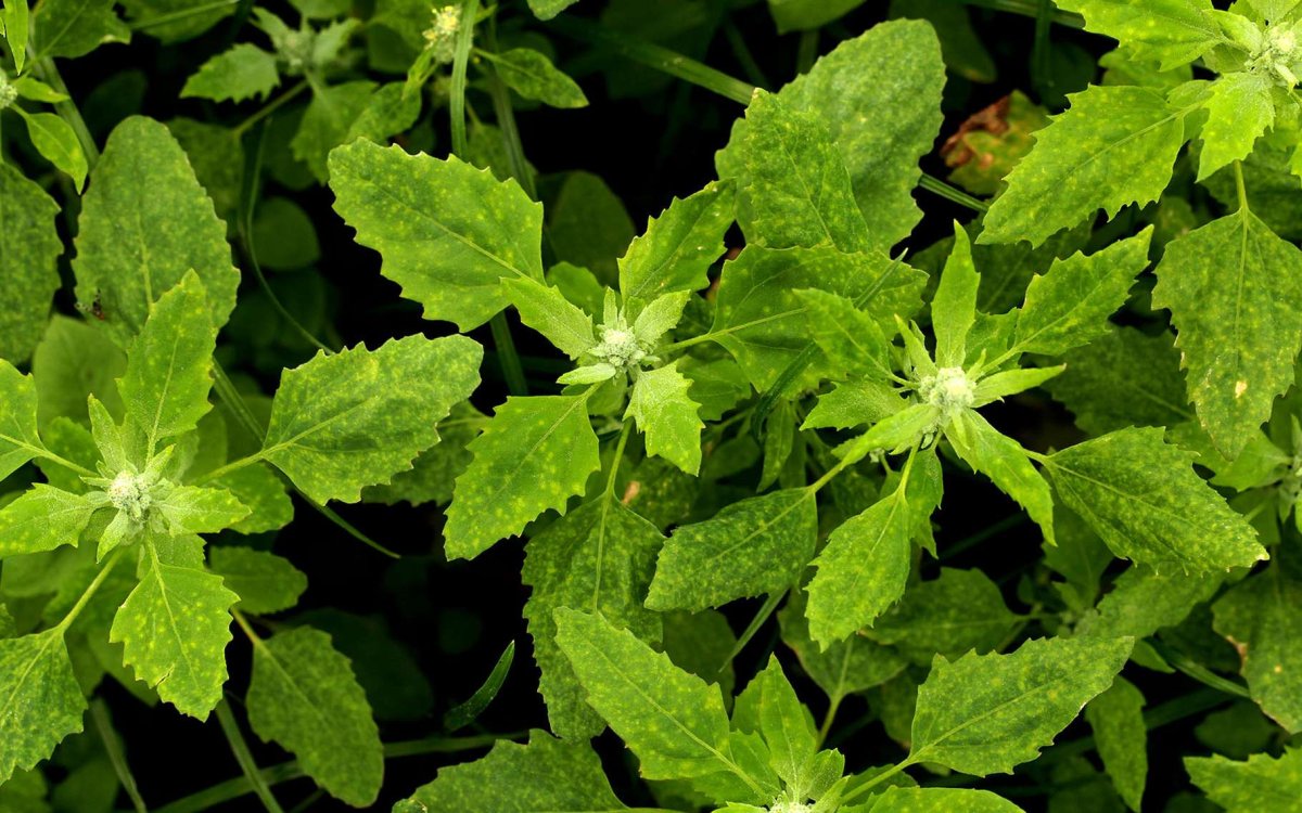 Лебеда копьевидная