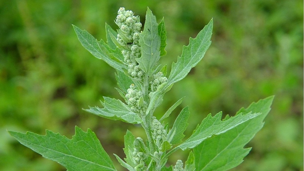 Марь белая лебеда