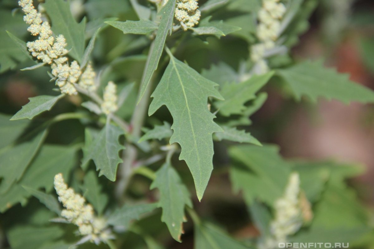 Марь белая лебеда