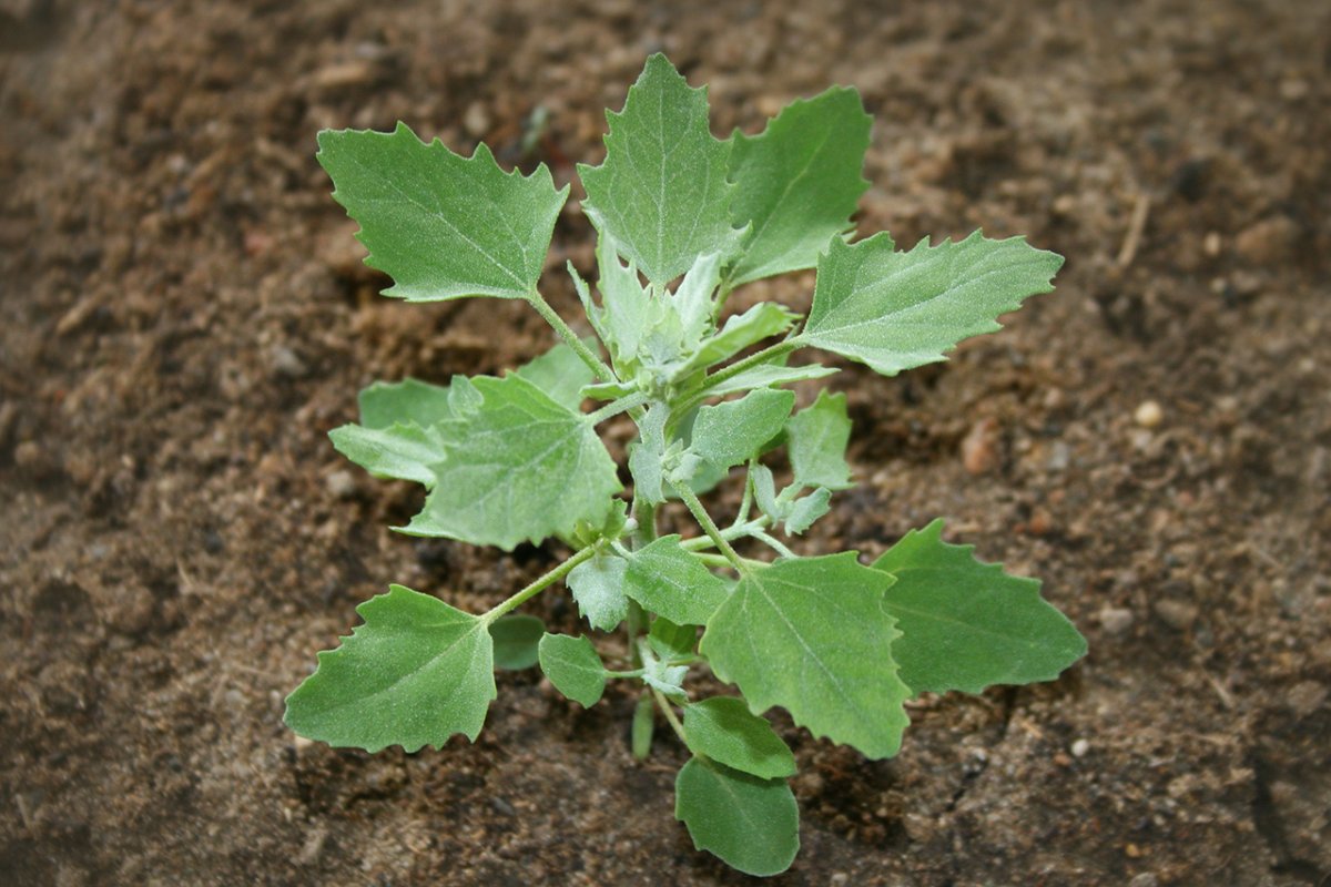 Лебеда (Atriplex)