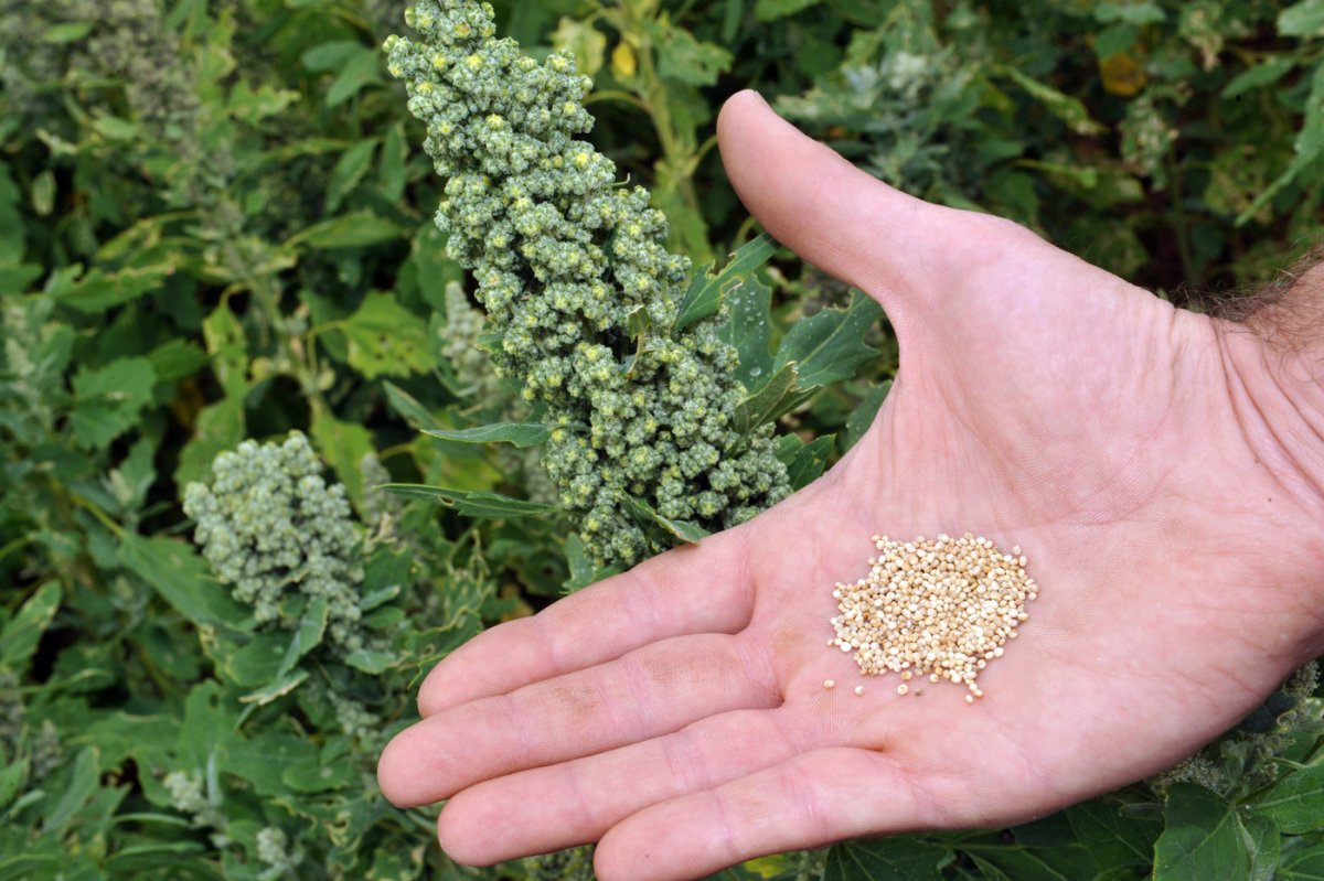 Киноа это лебеда