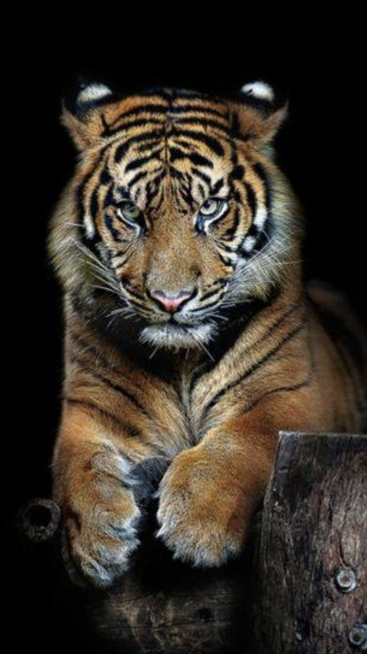 Обиженный тигр