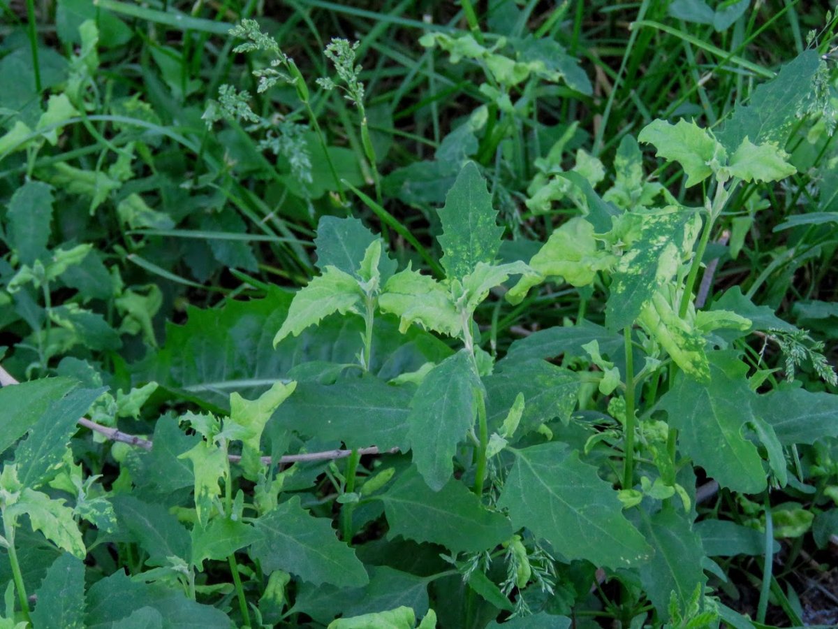 Канадская лебеда