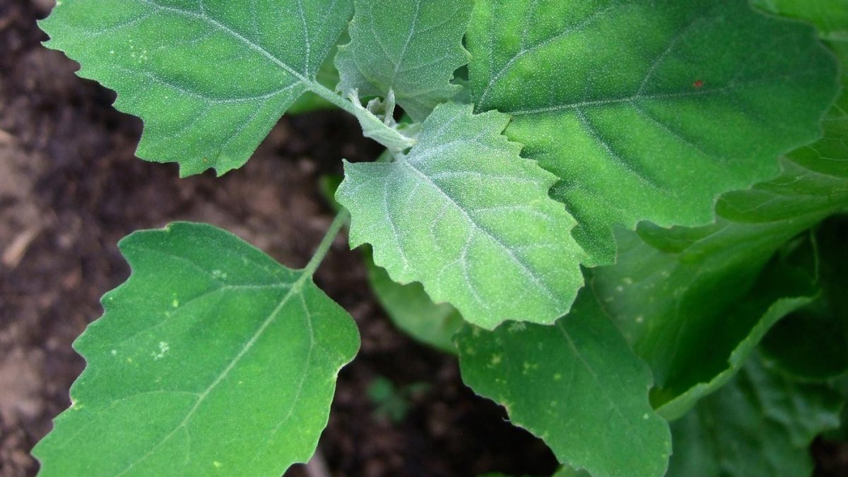 Канадская лебеда