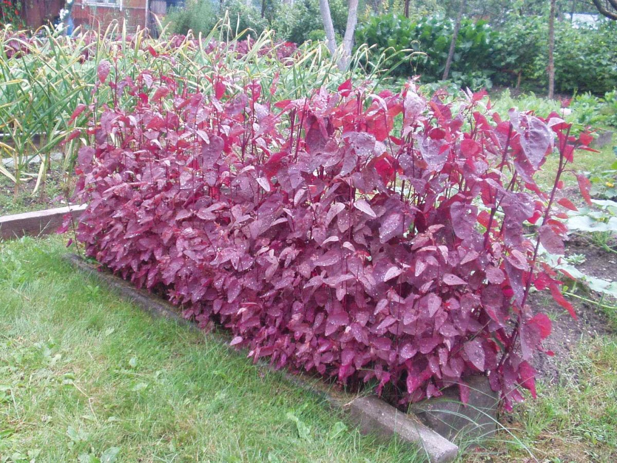 Лебеда Садовая (Атриплекс)