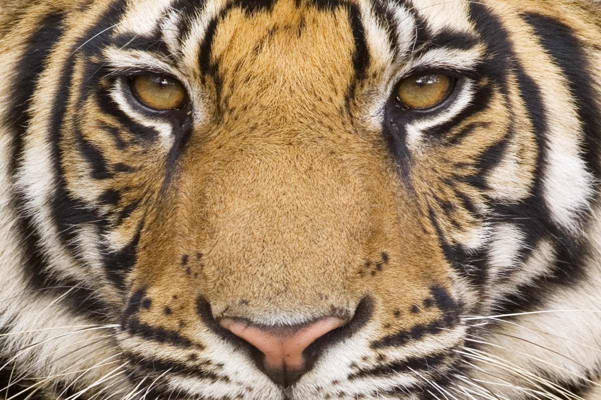 Картинки на рабочий стол тигр