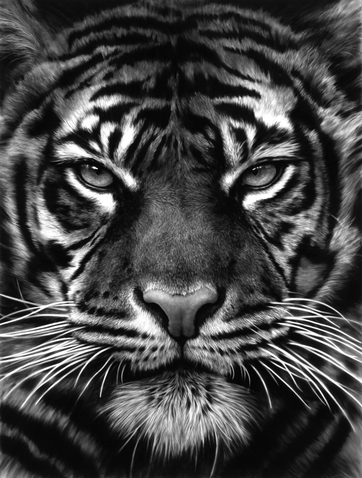 Тигриная морда