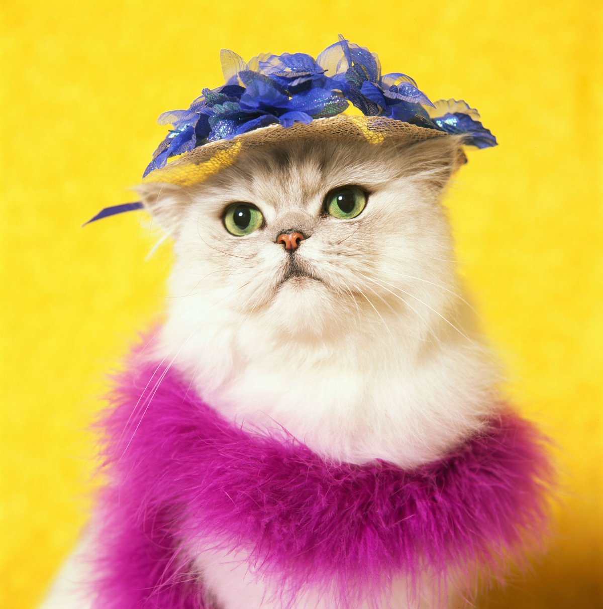 Модная кошка