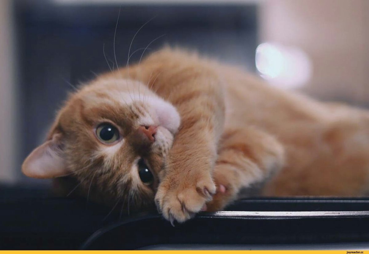 Просящий котенок