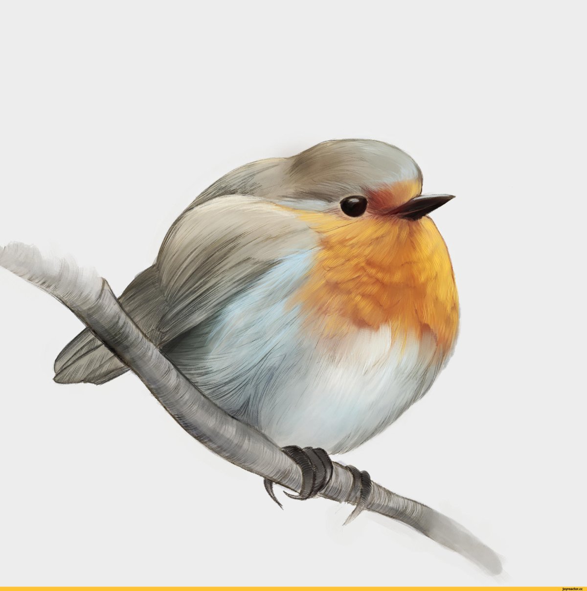 Птица Зарянка Малиновка